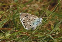 Large Blue 2002 - Nick Sampford