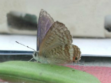 Long-tailed Blue 2002 - Nick Sampford