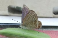 Long-tailed Blue 2002 - Nick Sampford