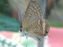 Long-tailed Blue 2002 - Nick Sampford