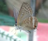 Long-tailed Blue 2002 - Nick Sampford