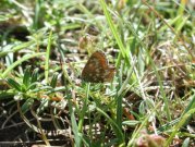 Northern Brown Argus 2001 - Nick Sampford