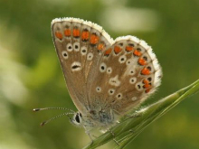 Northern Brown Argus 2005 - Nick Sampford