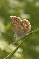 Northern Brown Argus 2005 - Nick Sampford