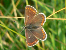 Northern Brown Argus 2006 - Steve Lane