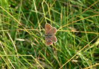 Northern Brown Argus 2006 - Steve Lane