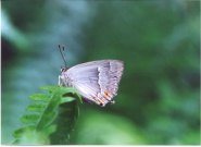 Purple Hairstreak 2001 - Andrew Middleton