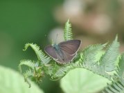 Purple Hairstreak 2001 - Nick Sampford