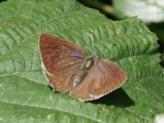 Purple Hairstreak 2003 - Simon Rawlinson