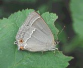 Purple Hairstreak 2004 - Andrew Middleton