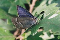 Purple Hairstreak 2004 - Glen Barnes