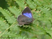 Purple Hairstreak 2004 - June Crew