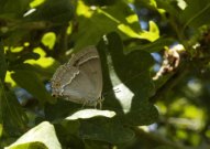 Purple Hairstreak 2004 - Lee Browne