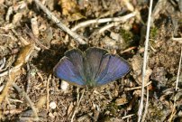 Purple Hairstreak 2004 - Sandra Standbridge