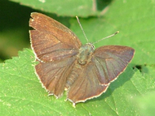 Purple Hairstreak (m) 2005 - Andrew Self