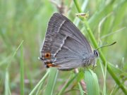 Purple Hairstreak 2005 - Trevor Chapman