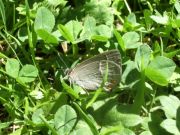 Purple Hairstreak 2006 - Chris Beach