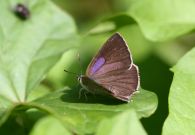 Purple Hairstreak 2006 - Glen Barnes