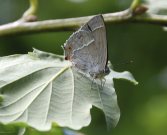 Purple Hairstreak 2007 - Bob Clift