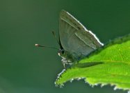 Purple Hairstreak 2007 - Dave Mackenzie