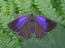 Purple Hairstreak (f) 2007 - June Crew