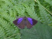 Purple Hairstreak 2007 - June Crew