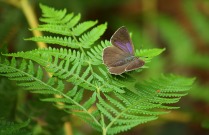 Purple Hairstreak 2010 - Andrew Steele