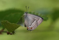 Purple Hairstreak 2010 - Clive Burrows