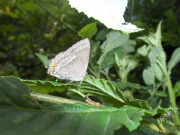 Purple Hairstreak 2010 - David Gower