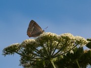 Purple Hairstreak 2010 - Elizabeth Debenham