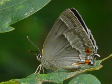 Purple Hairstreak 2010 - Ian Carle