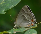 Purple Hairstreak 2010 - Ian Carle