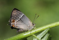 Purple Hairstreak 2010 - Sandra Standbridge