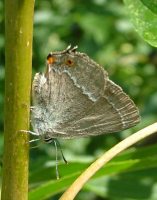 Purple Hairstreak 2005 - Andrew Self