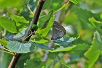 Purple Hairstreak 2006 - Glen Barnes