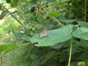 Purple Hairstreak 2010 - David Gower