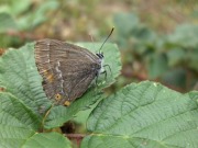 Purple Hairstreak 2010 - David Gower