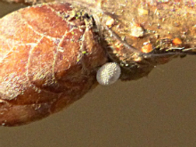 Purple Hairstreak egg 2017 - Peter Clarke