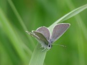 Small Blue 2001 - Nick Sampford