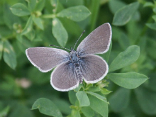 Small Blue 2003 - Allen Beechey