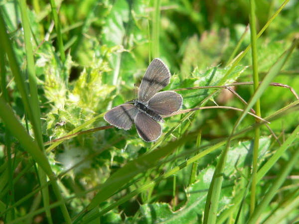 Small Blue 2006 - Steve Lane
