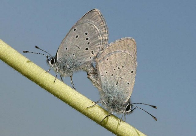 Small Blues mating - Sandra Standbridge