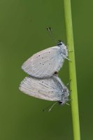 Small Blue mating pair 2005 - Sandra Standbridge