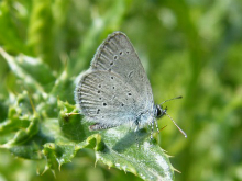 Small Blue 2010 - Paul Thrush