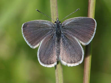 Small Blue (f) 2018 - Steve Lane