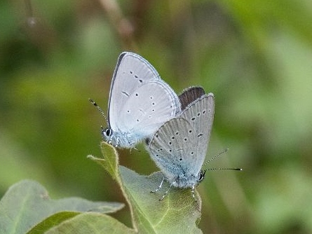 Small Blue mating 2019 - Roger Millard