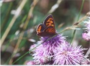 Small Copper 2001 - Andrew Middleton