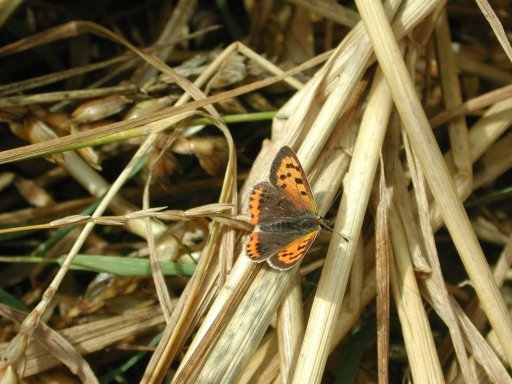 Small Copper 2001 - Nick Sampford