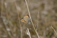 Small Copper 2003 - Nick Sampford