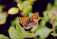 Small Copper 2004 - Clive Burrows